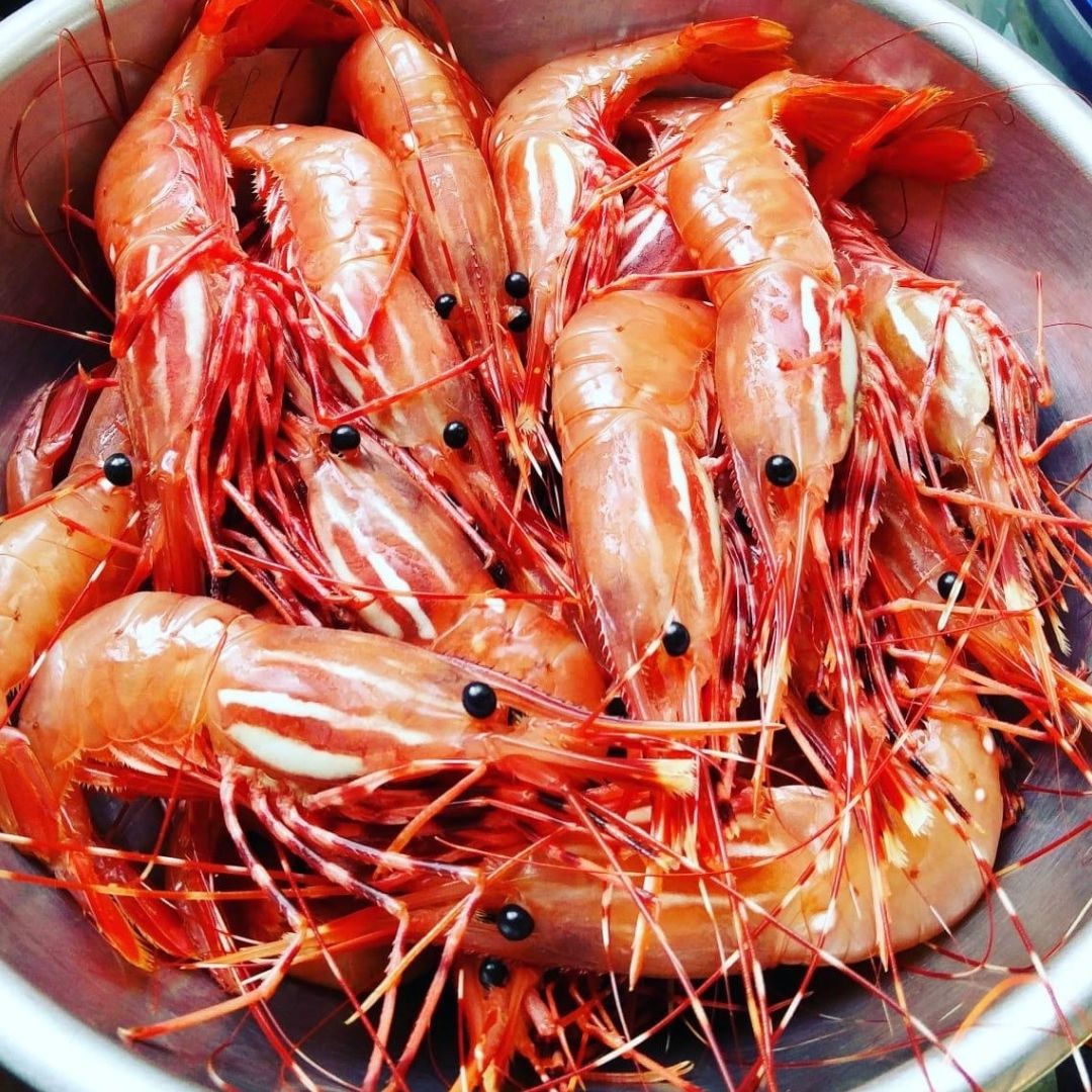 Buy Seafood: Example of fresh prawn catch of BC Live Spot Prawns & Seafood Boat