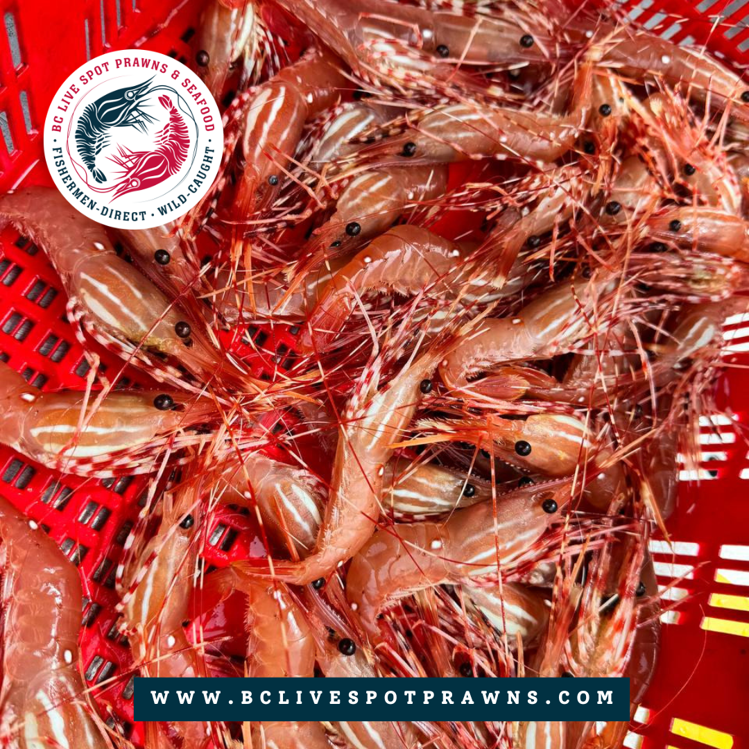 Live Spot Prawns - 2024 (Pre-Order Reservation Ladner) - BC Live Spot Prawns & Seafood