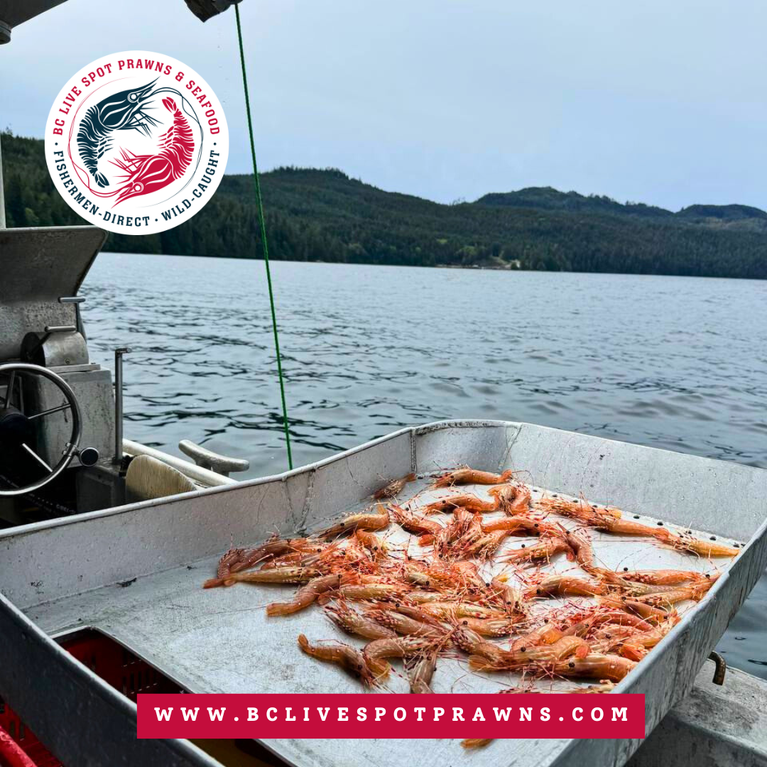 Live Spot Prawns - 2024 (Pre-Order Reservation Ladner) - BC Live Spot Prawns & Seafood