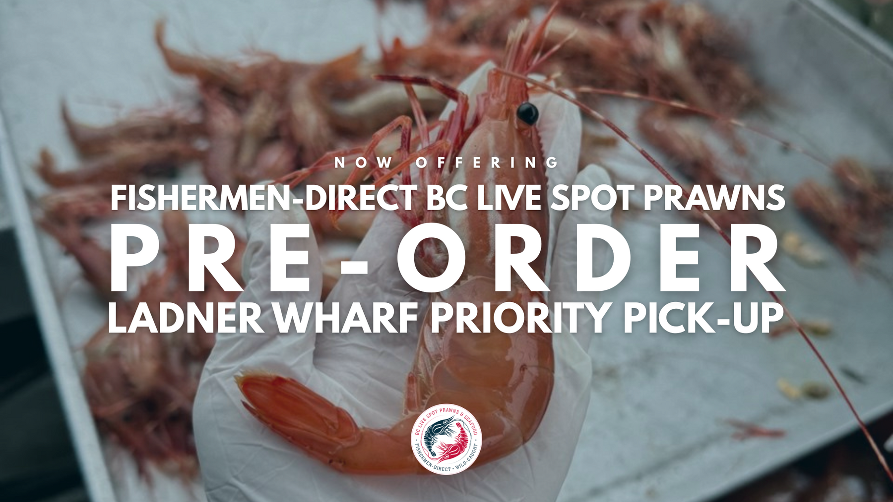 Live Spot Prawns - 2025 (Pre-Order Reservation Ladner)