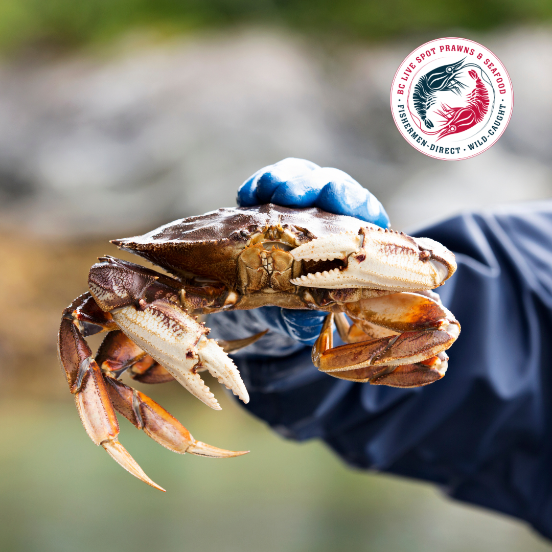 Live Dungeness Crab - Ladner Pick Up