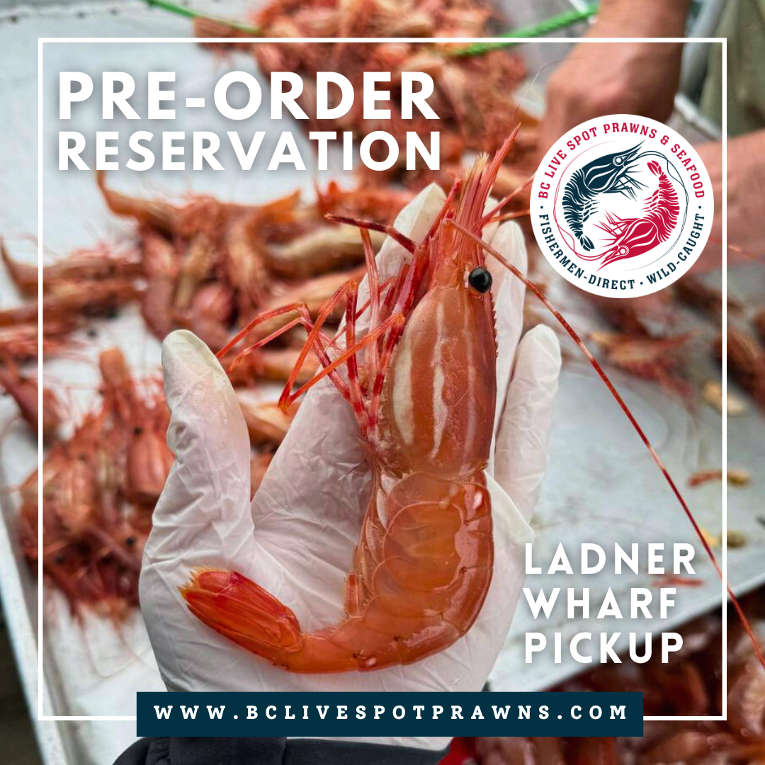 Live Spot Prawns - 2024 (Pre-Order Reservation Ladner) - BC Live Spot Prawns & Seafood