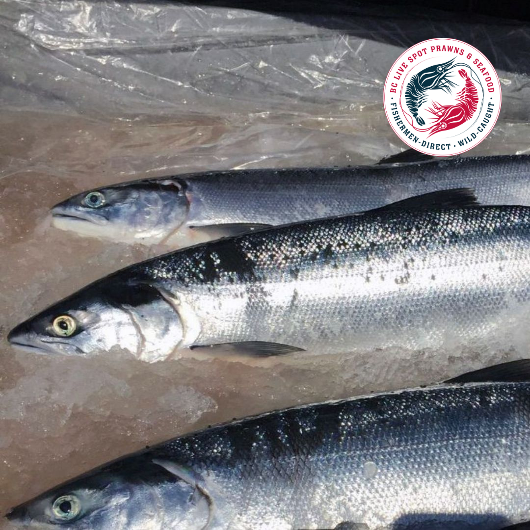 Wild Sockeye Salmon (Whole, Fresh) - BC Live Spot Prawns & Seafood