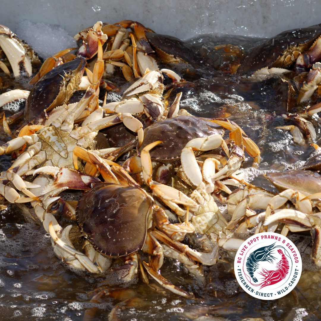Live Dungeness Crab - Ladner Pick Up