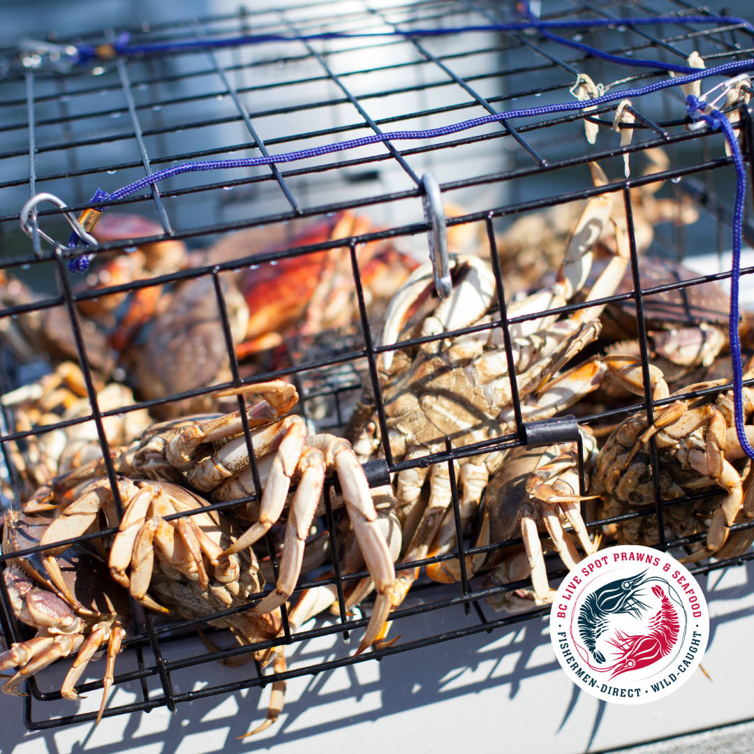 Live Dungeness Crab - YVR Home Delivery