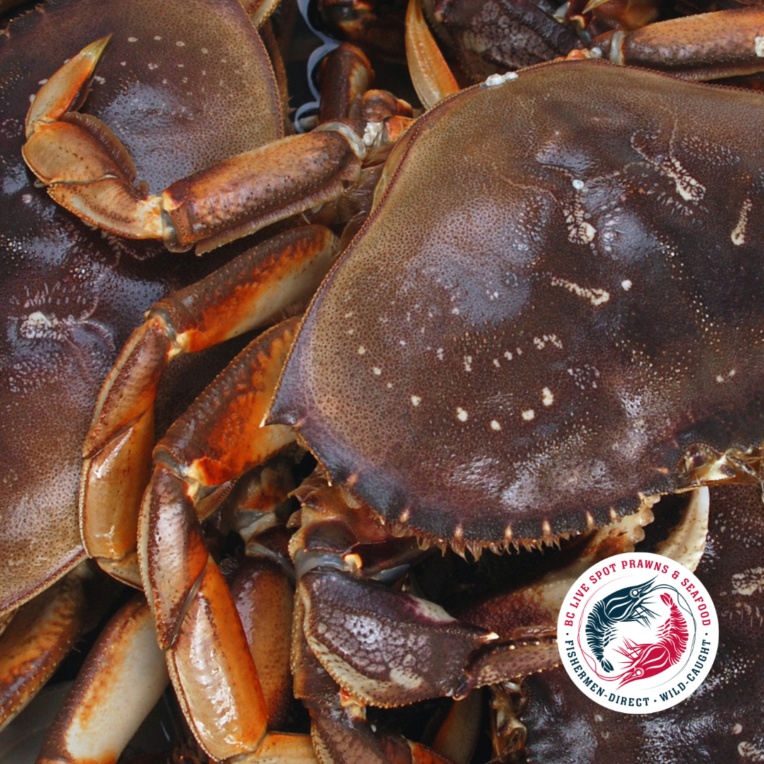 Live Dungeness Crab - Calgary/Edmonton/Toronto Home Delivery