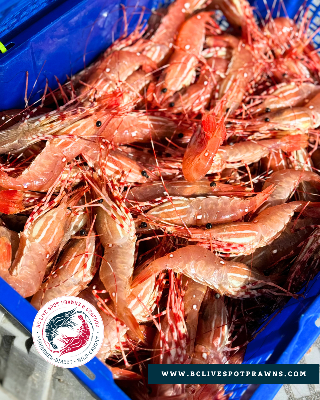 Live Spot Prawns - 2026 (Canada-Wide Shipping)