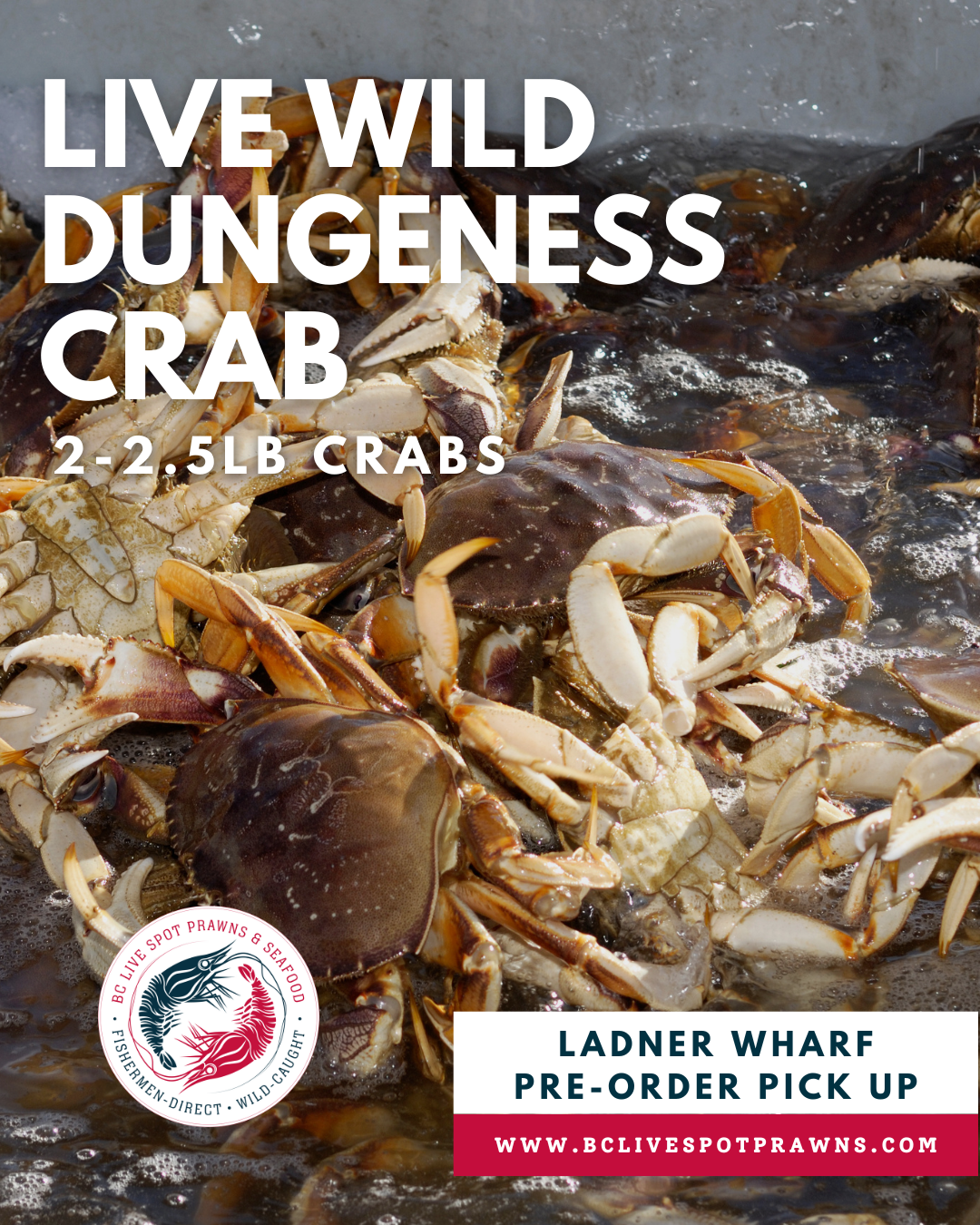 Live Dungeness Crab - Ladner Pick Up