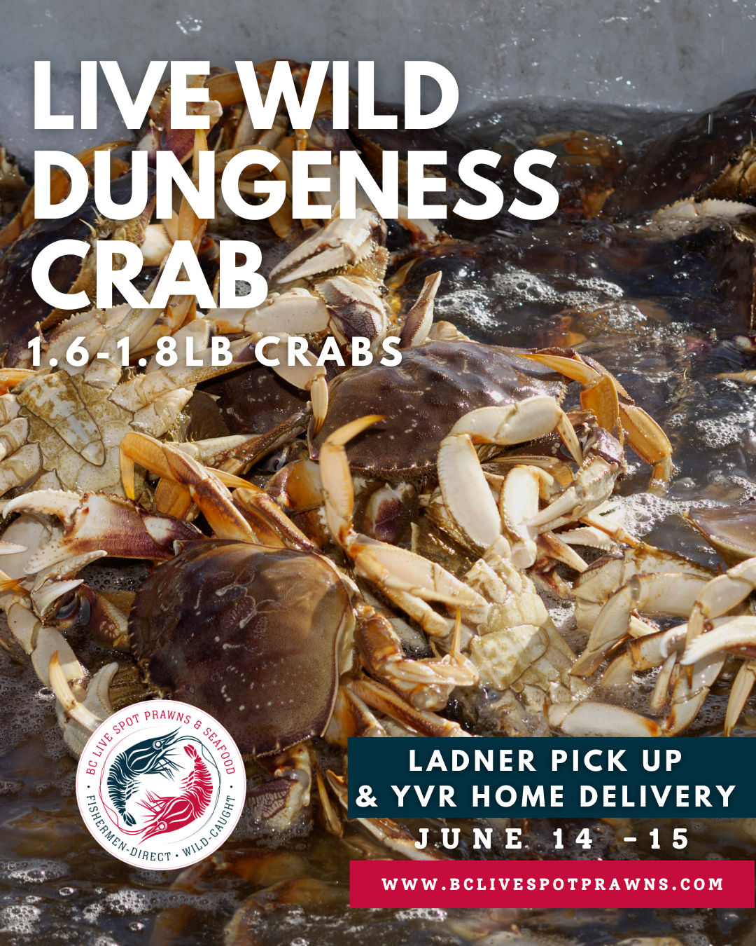 Live Dungeness Crab - Ladner Pick Up