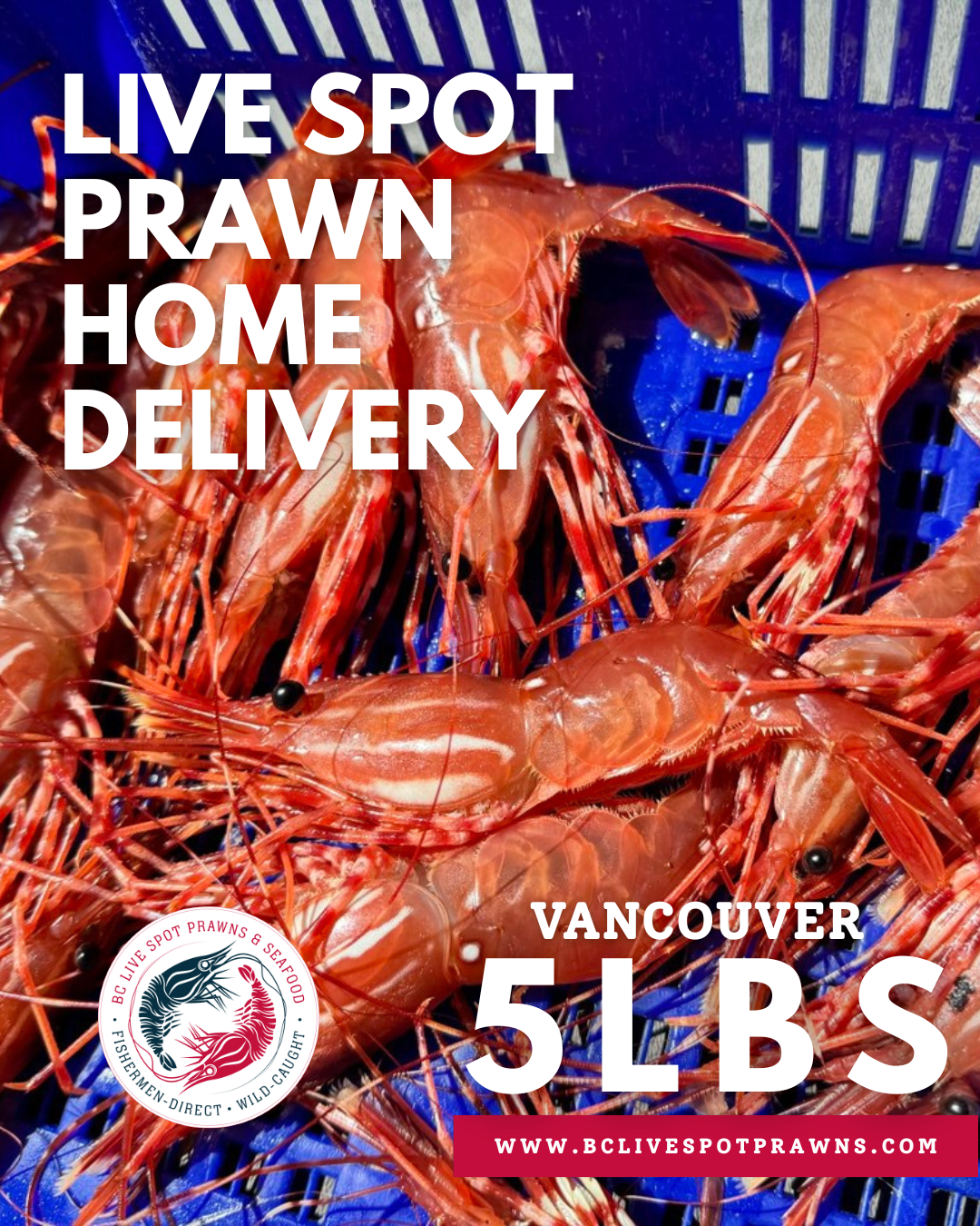 Live Spot Prawns - 2026 (Vancouver Home Delivery)