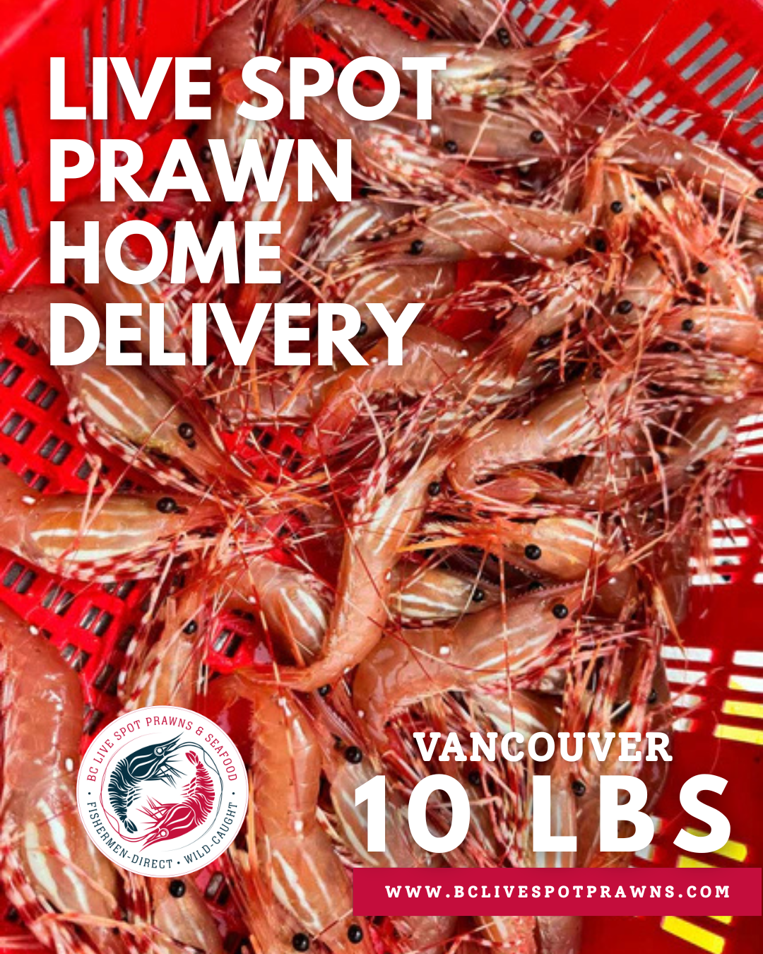 Live Spot Prawns - 2026 (Vancouver Home Delivery)