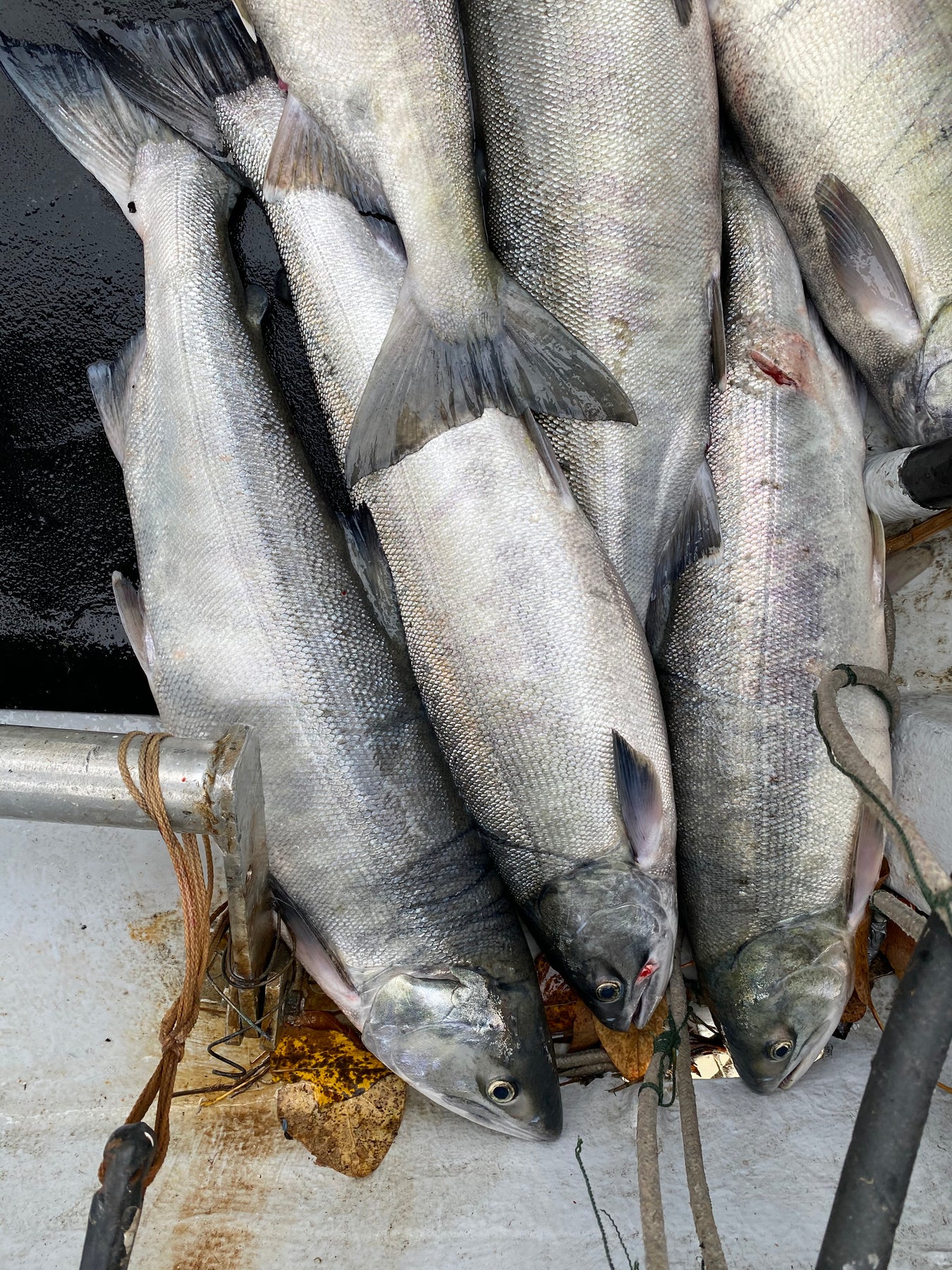 Whole Wild Chum Salmon (Fresh) - BC Live Spot Prawns & Seafood