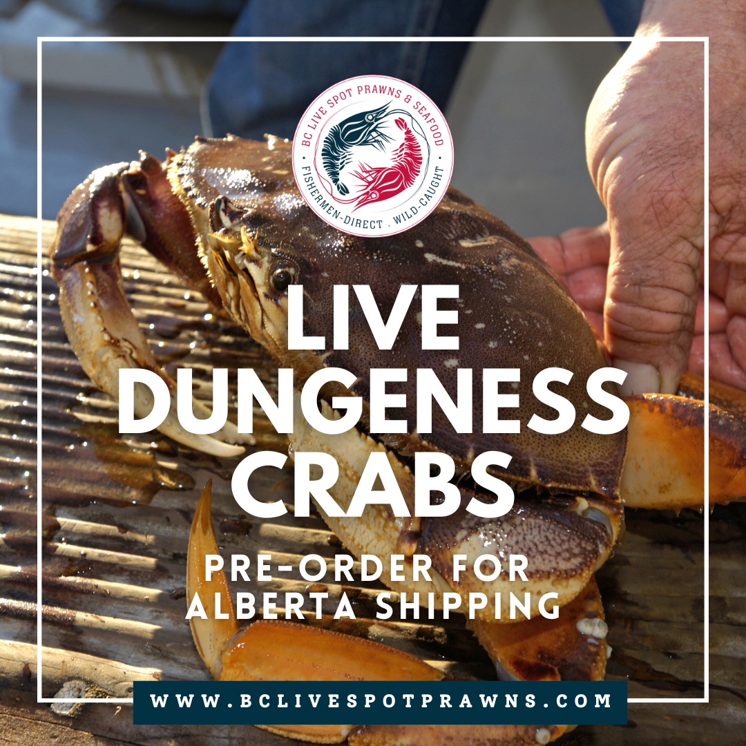 Buy Live Dungeness Crab Online