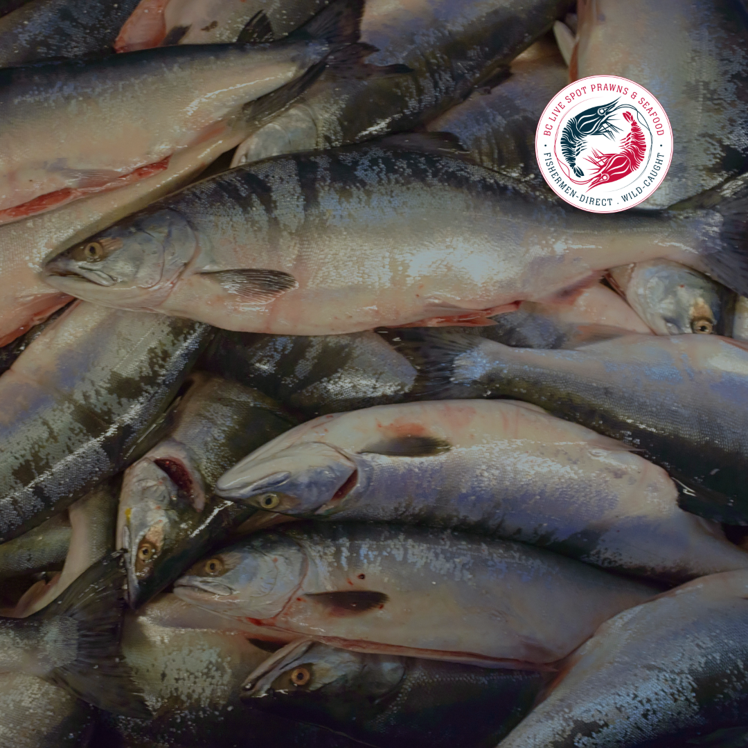 Wild Pink Salmon