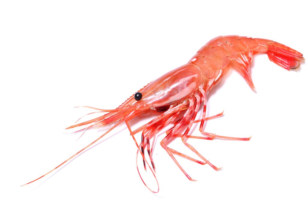Buy Live Spot Prawns