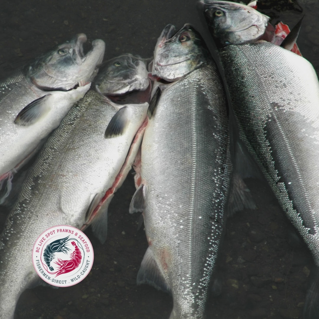 Wild Spring Salmon (Whole, Fresh)