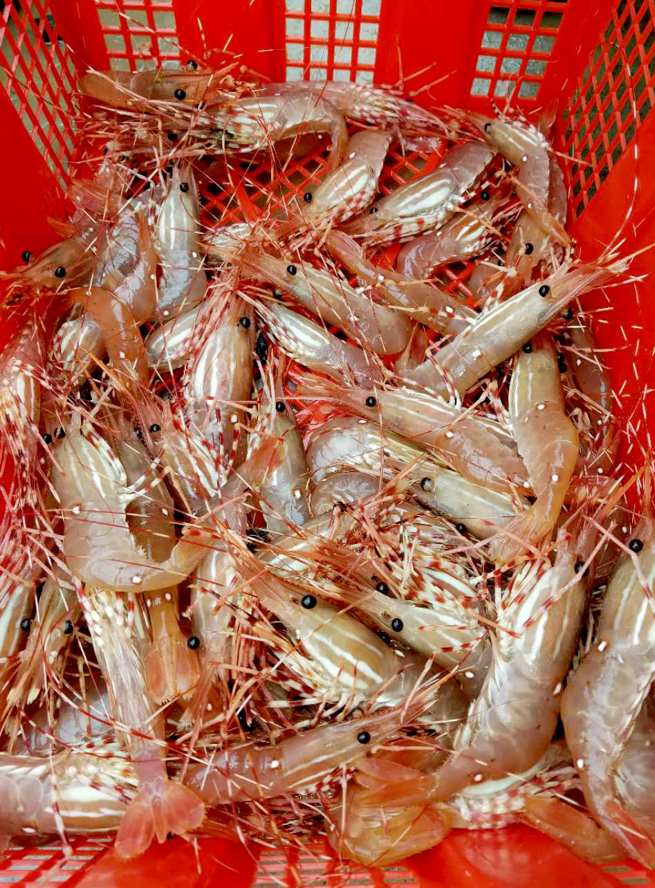 Live Spot Prawns