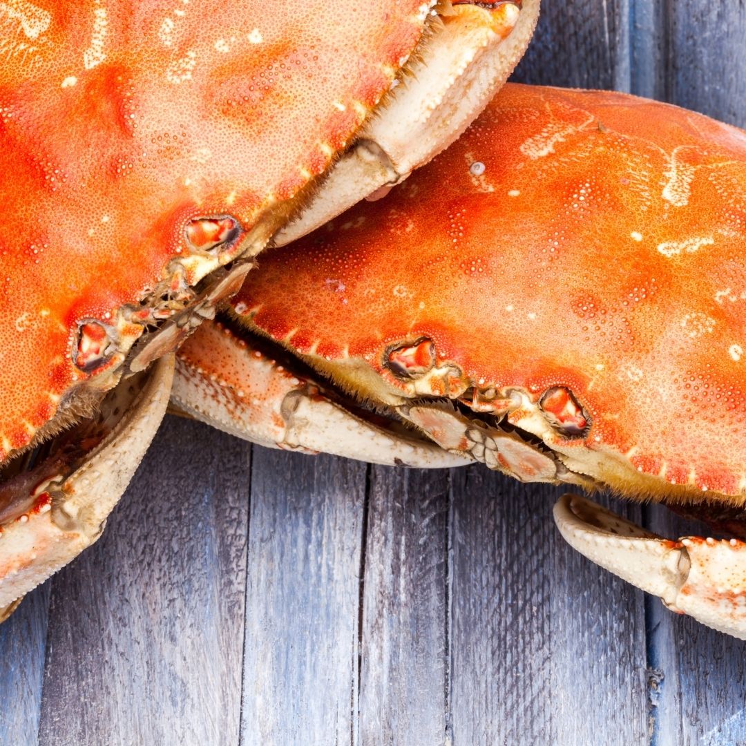 Buy Live Dungeness Crab Online Dungeness Crab for Sale