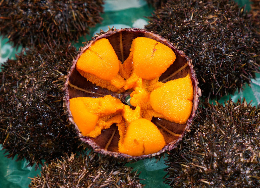 Uni (Sea Urchin) online