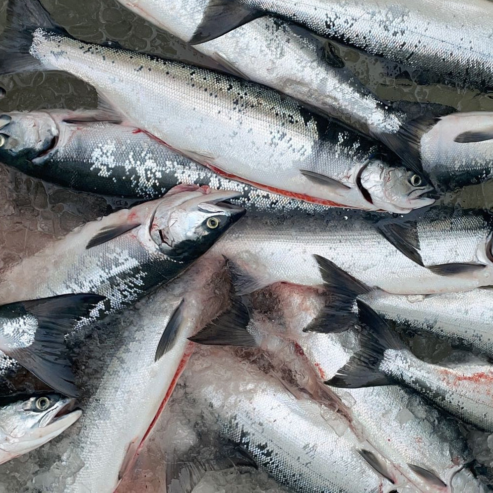 Wild Sockeye Salmon