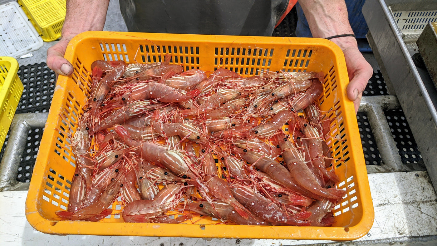 Pre-order Opens for Live Spot Prawn Pick-up or Home Delivery BC Live Spot Prawns & Seafood