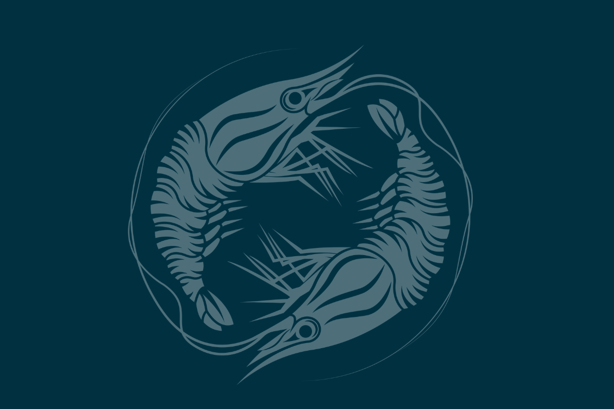 Seafood Black Friday: Feast on Wild, Sustainable Delights with BC Live Spot Prawns & Seafood