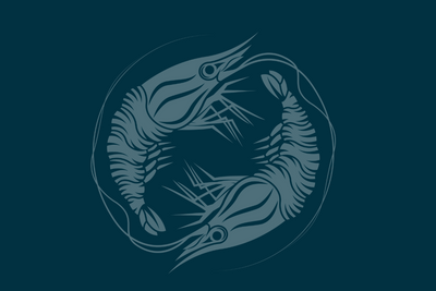 Seafood Black Friday: Feast on Wild, Sustainable Delights with BC Live Spot Prawns & Seafood