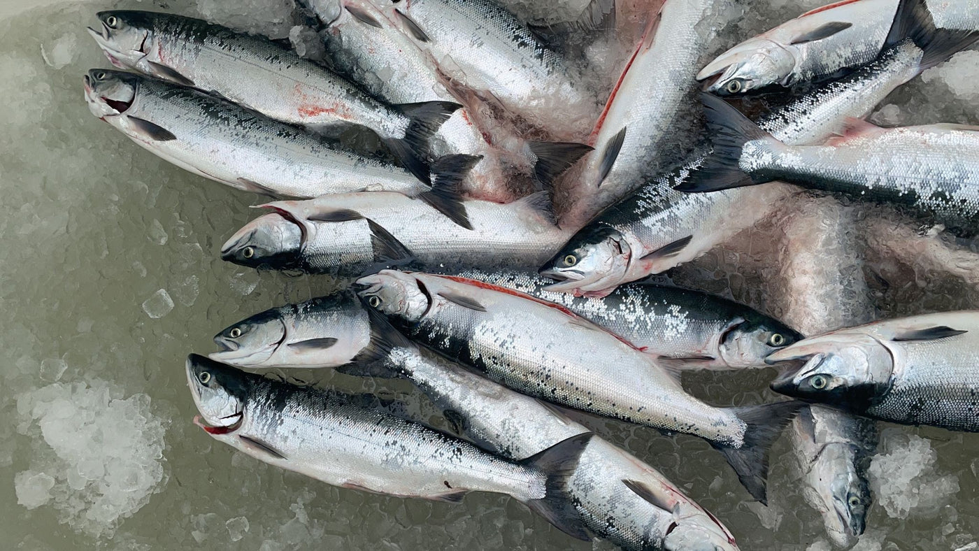 Fresh Wild BC Sockeye Salmon Season is Here! - Order Now