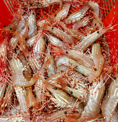 Tips When Picking Up Your Live Spot Prawns