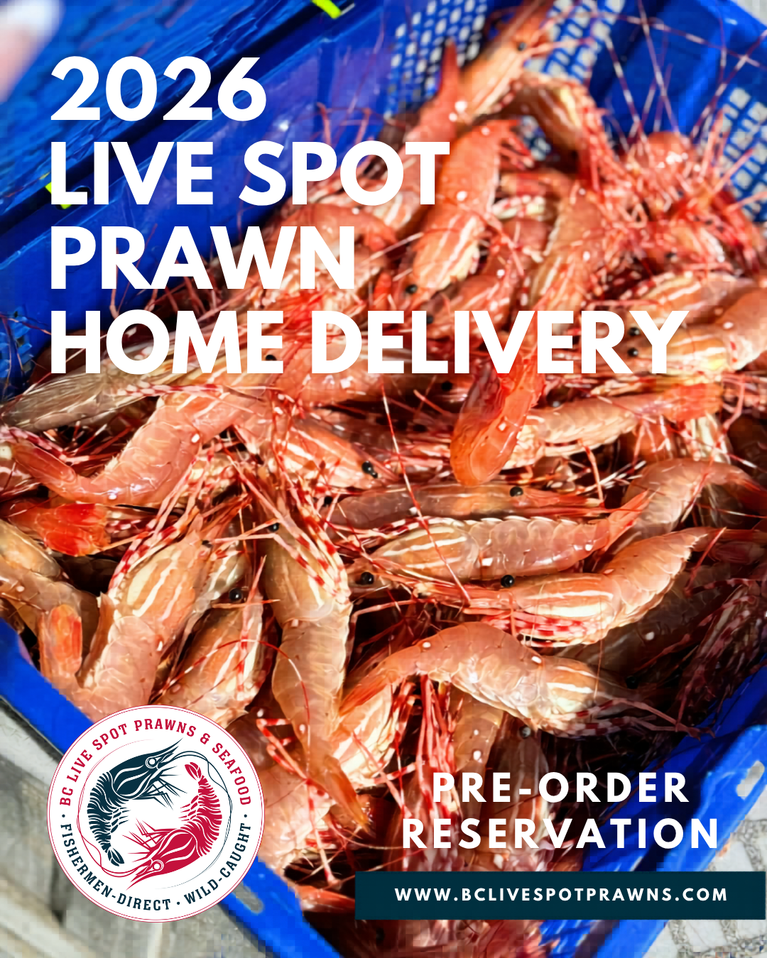 Live Spot Prawns - 2026 (Canada-Wide Shipping)