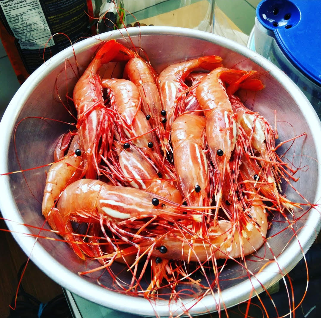 Live Spot Prawns - 2024 (Home Delivery)